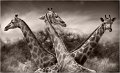 41 - Girafes - VEKEMANS MURIEL - belgium